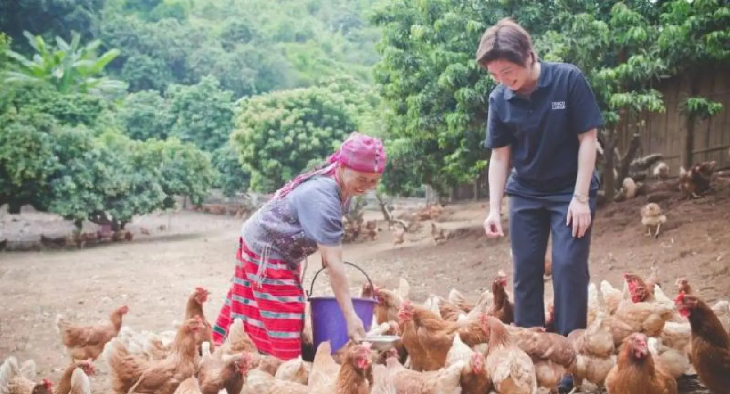 Hilltribes go organic Hilltribes go organic