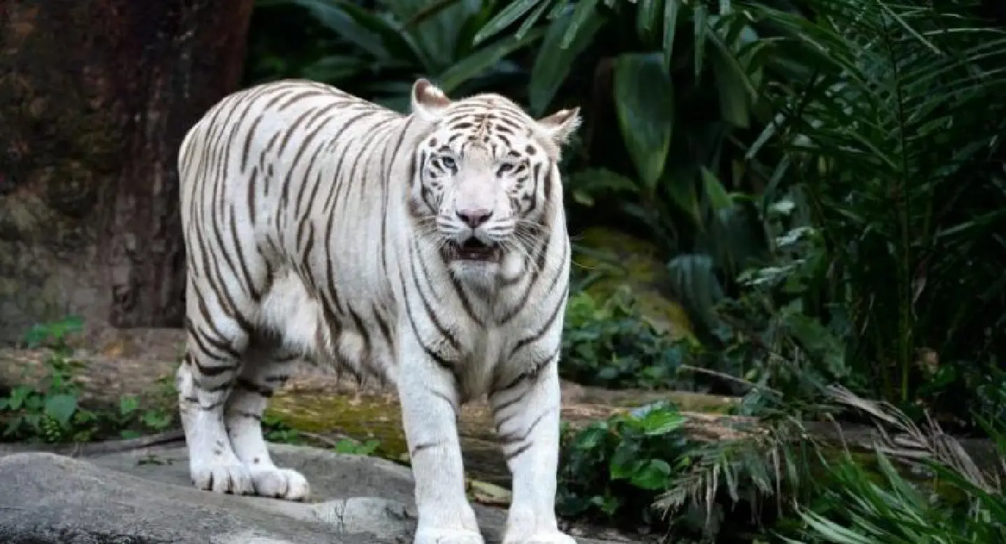 Ailing white tiger put down in Singapore Zoo