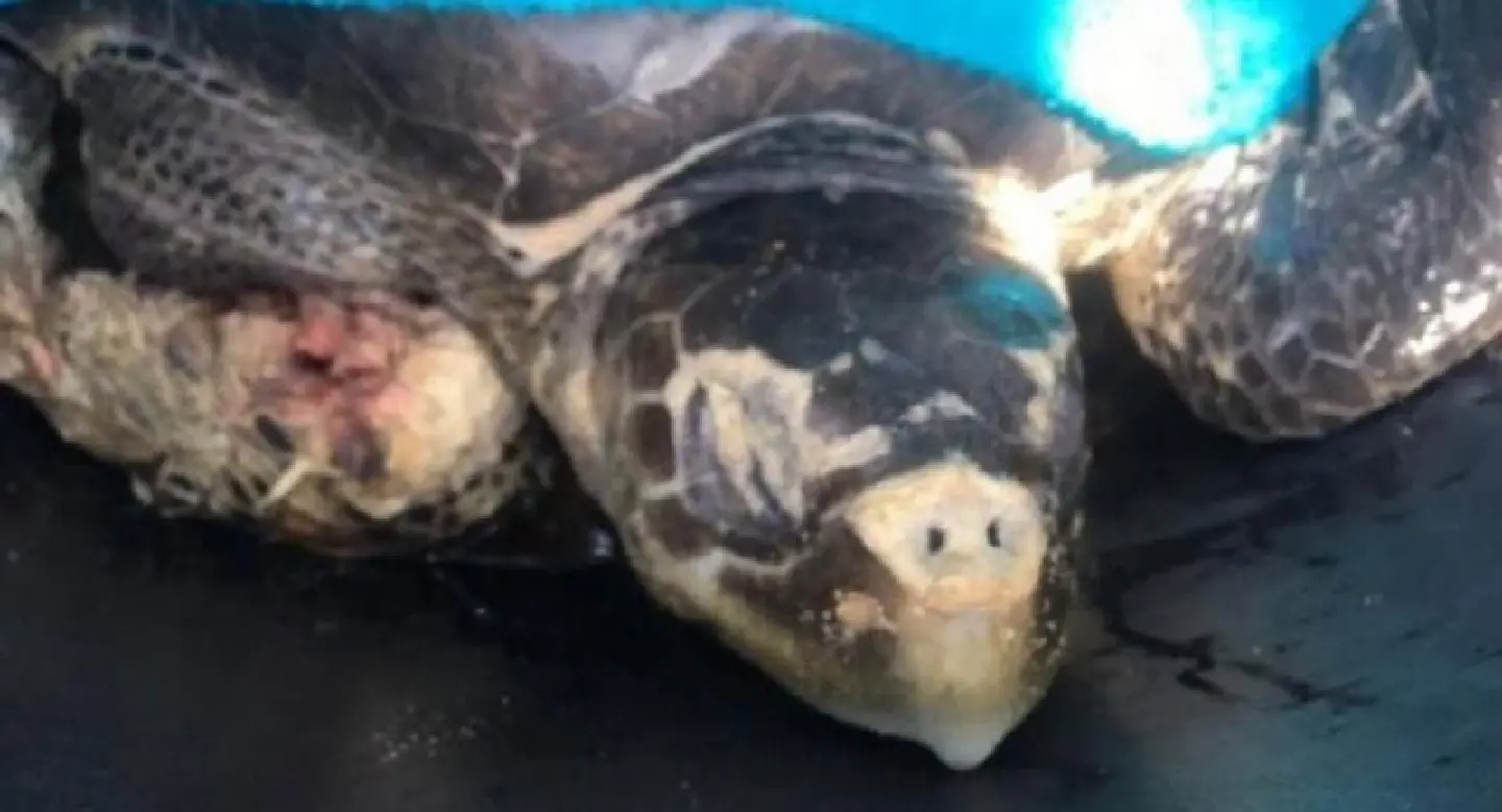 Thai, Russian tourist team up to save injured turtle at Phuket national park Thai, Russian tourist team up to save injured turtle at Phuket national park