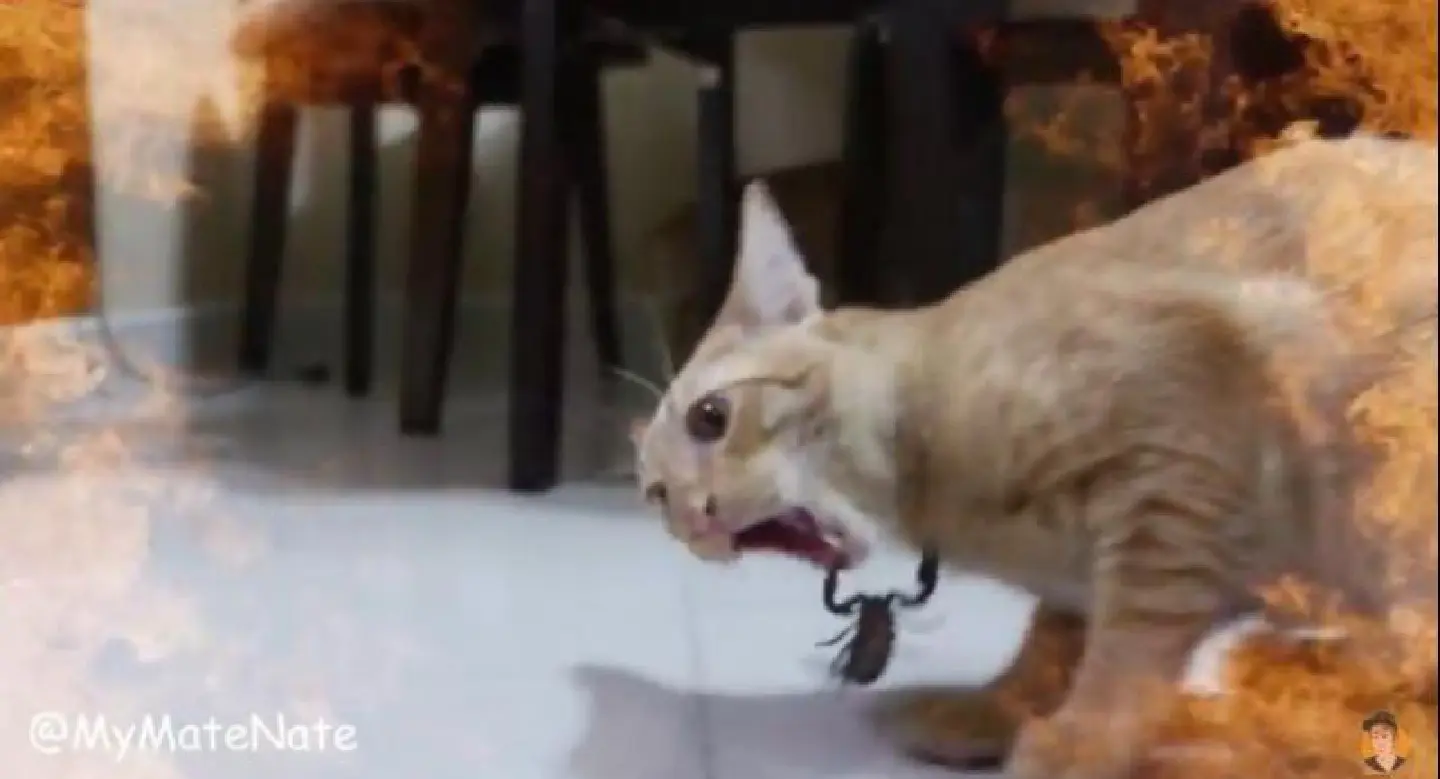 Cat lovers file animal cruelty complaint over YouTube video