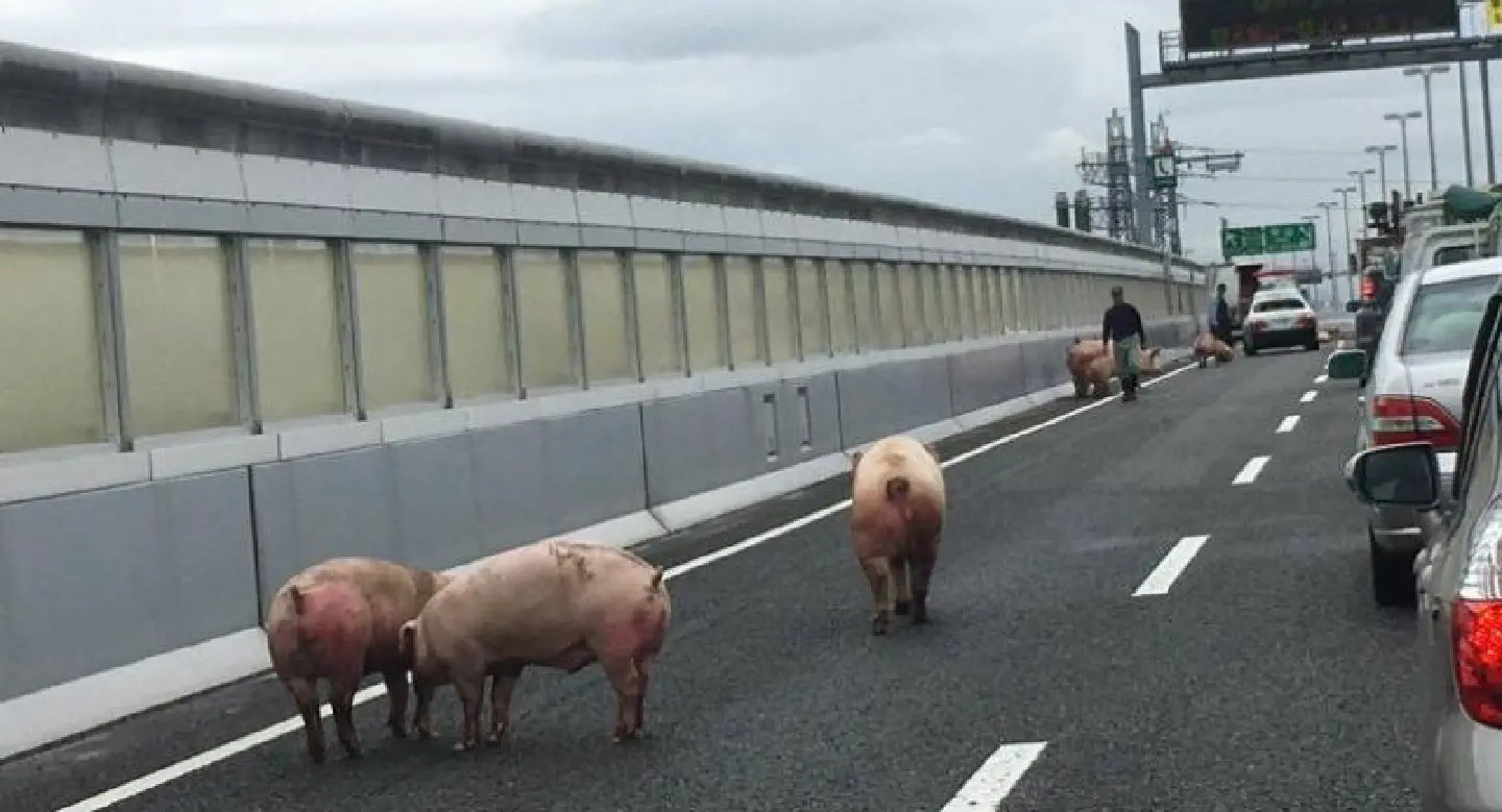 Road hogs: Chaos as pigs escape on Japanese highway Road hogs: Chaos as pigs escape on Japanese highway