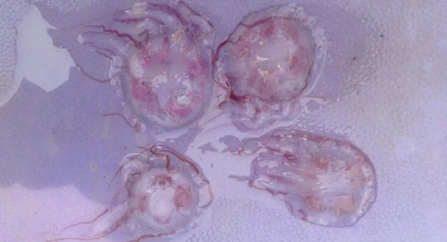 Venomous jellyfish off Trang, Krabi Venomous jellyfish off Trang, Krabi