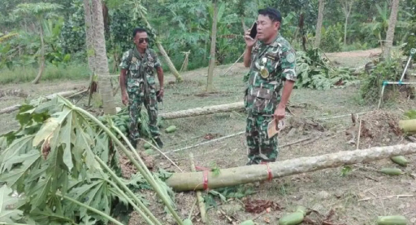 Wild elephant herd causes damage at Rayong orchards Wild elephant herd causes damage at Rayong orchards