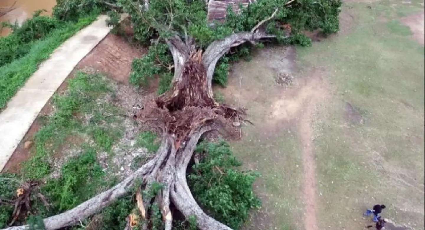 Wang Thong school damaged by fallen tree