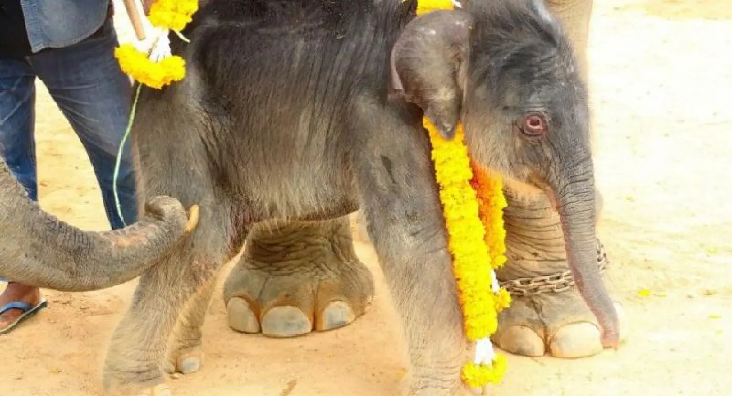 Suan Nong Nuch celebrates birth of eight baby elephants in six months Suan Nong Nuch celebrates birth of eight baby elephants in six months