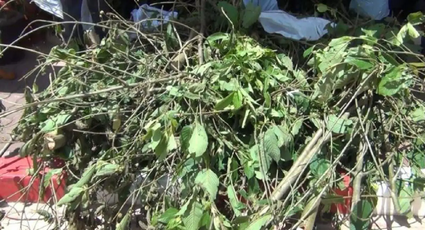 Man arrested with 98kg of krathom leaves Man arrested with 98kg of krathom leaves