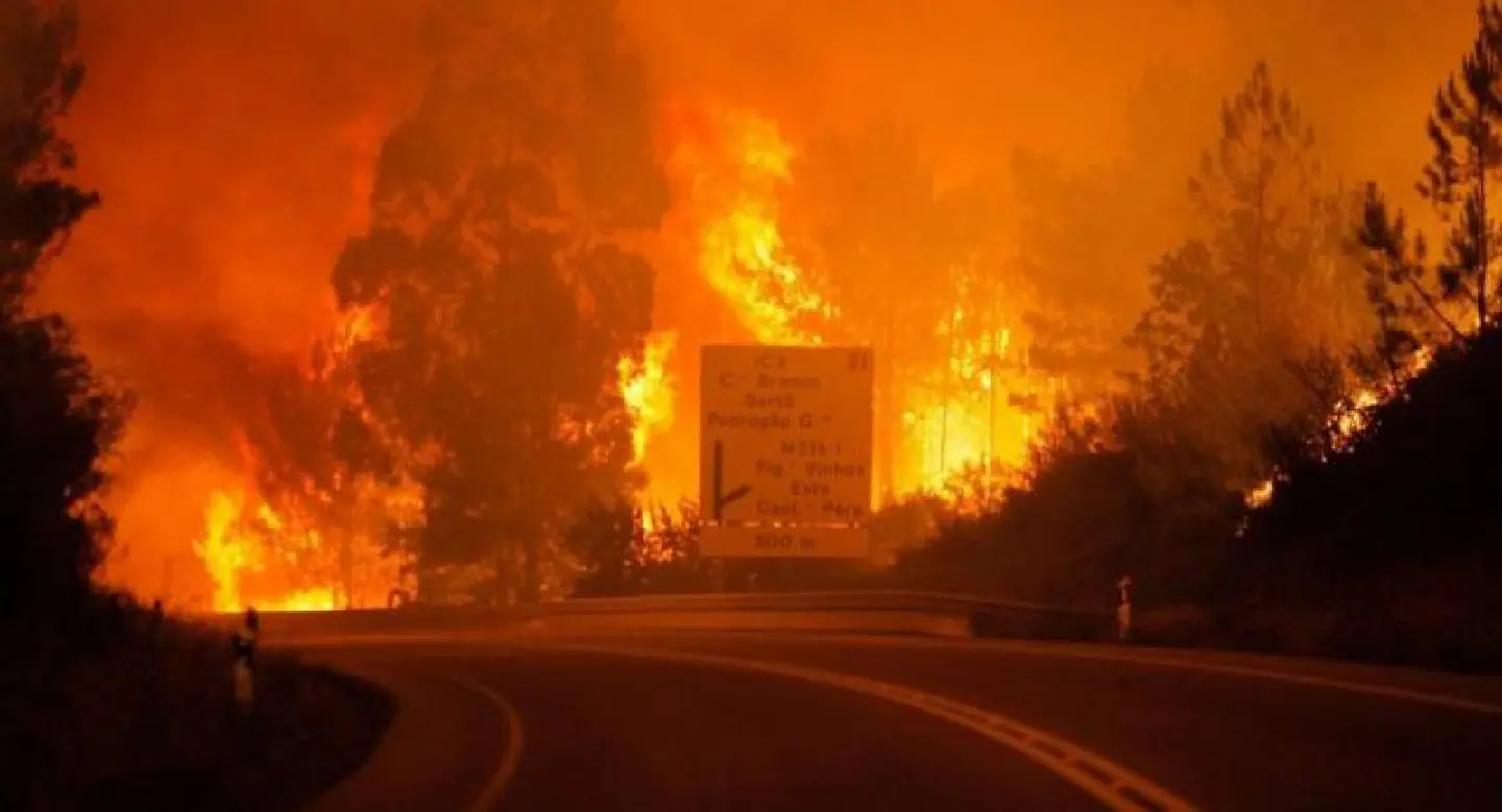 19 dead in Portugal forest fire: government 19 dead in Portugal forest fire: government