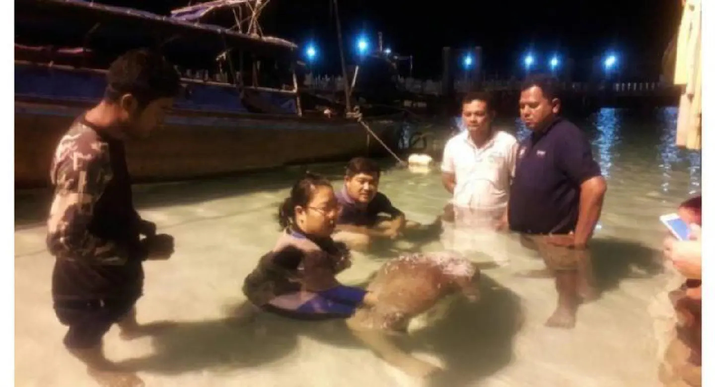 Wounded dugong, one of very few off Krabi, dies on way to veterinary facility Wounded dugong, one of very few off Krabi, dies on way to veterinary facility