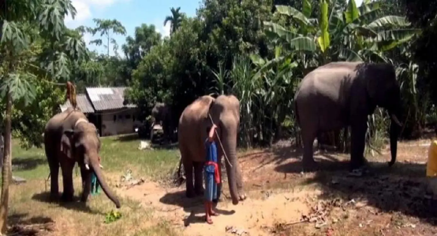 Trang’s working elephants tested for illegal classification Trang’s working elephants tested for illegal classification