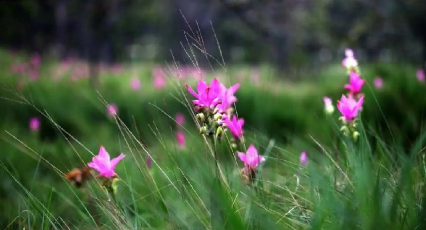 Thailand invites the world to enjoy the glorious tulips of Chaiyaphum Thailand invites the world to enjoy the glorious tulips of Chaiyaphum