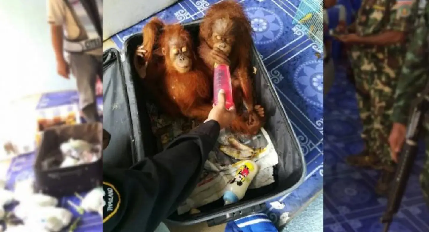 Man stopped on Thai border with orangutans, tortoises, raccoons Man stopped on Thai border with orangutans, tortoises, raccoons
