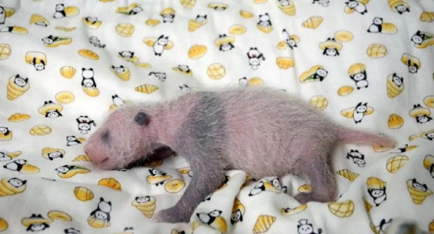 'It's a girl!': Tokyo zoo announces baby panda's sex 'It's a girl!': Tokyo zoo announces baby panda's sex
