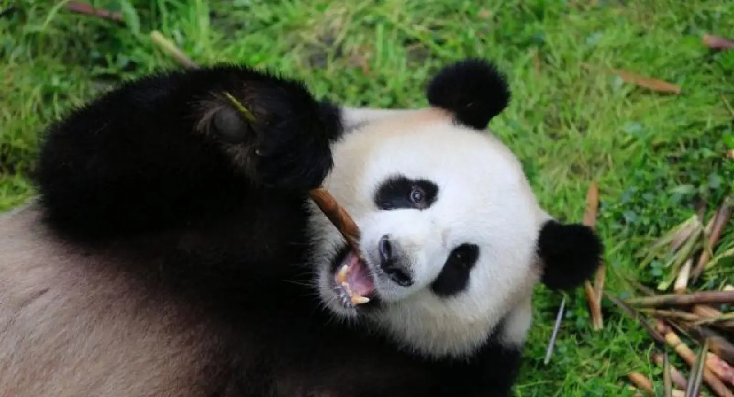 Panda mania hits Germany as China's cuddly envoys arrive Panda mania hits Germany as China's cuddly envoys arrive