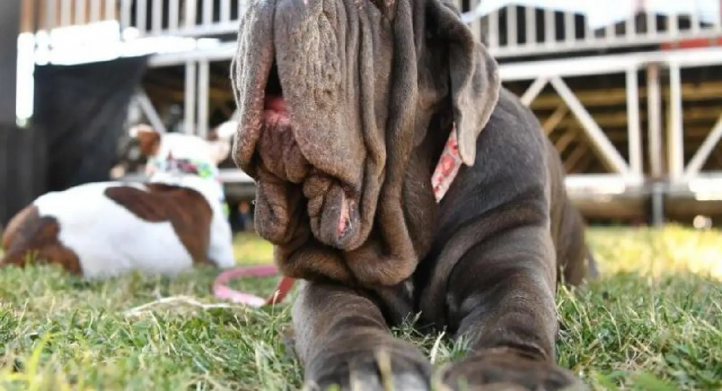 The unfairest of them all: jowly Martha named World's Ugliest Dog The unfairest of them all: jowly Martha named World's Ugliest Dog