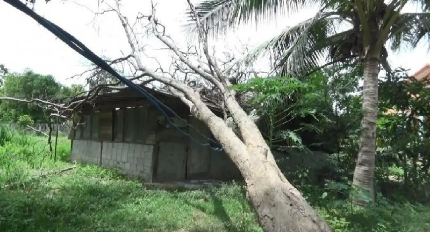 Kalasin resident in limbo after protected tree falls on her house Kalasin resident in limbo after protected tree falls on her house