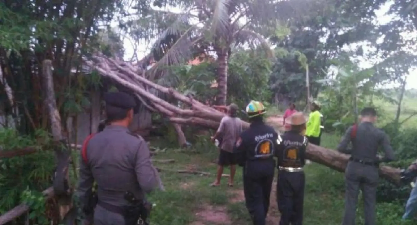 Family victimised by protected tree saved by police at last Family victimised by protected tree saved by police at last