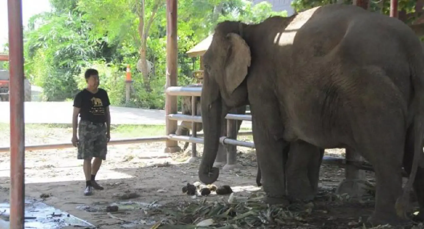 Special forest taskforce urges DSI to probe alleged elephant cases Special forest taskforce urges DSI to probe alleged elephant cases