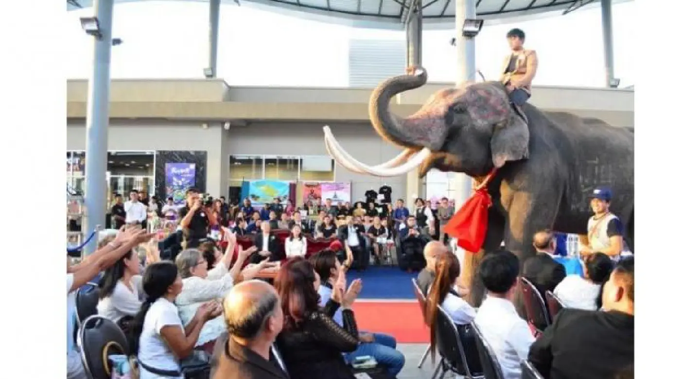 An elephant in town