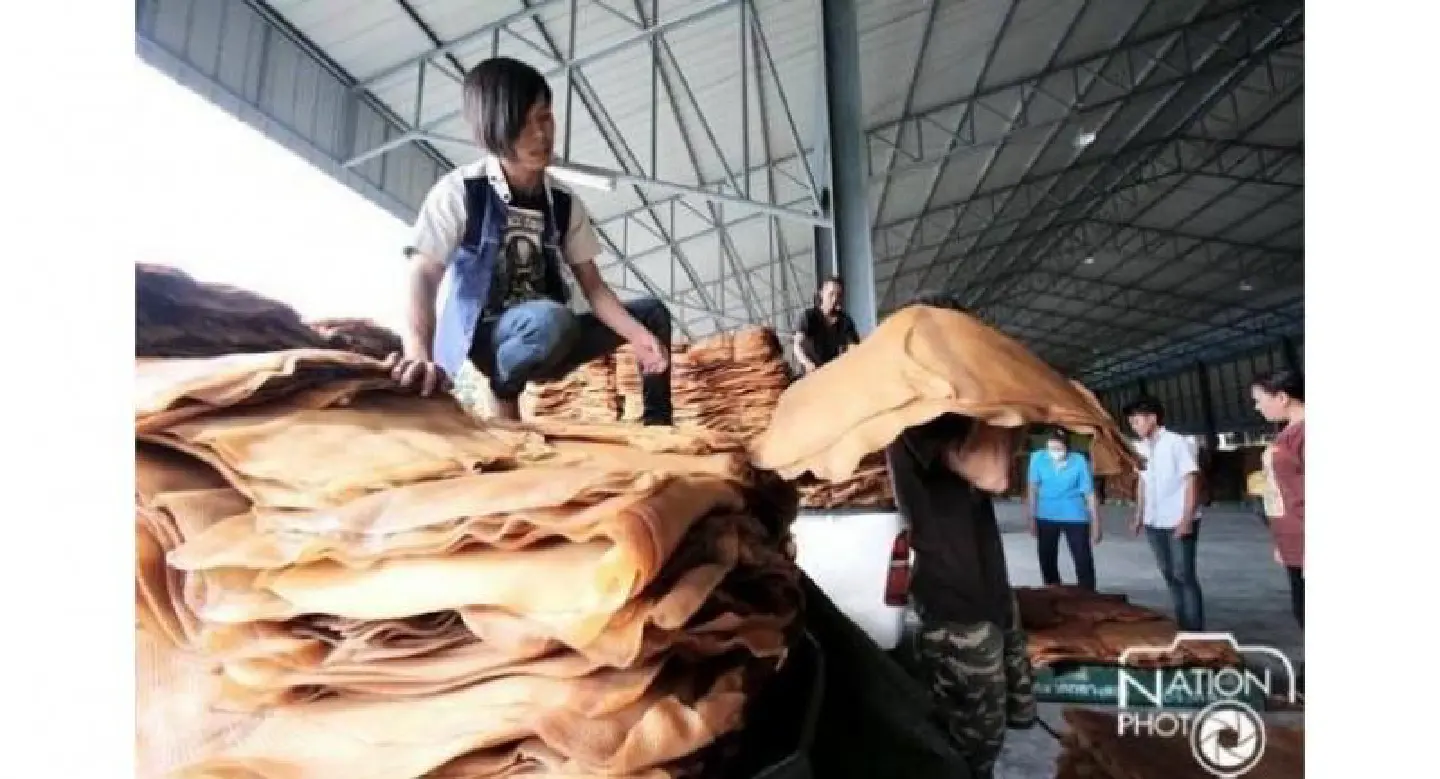 Rubber growers ramp up pressure on Prayut Rubber growers ramp up pressure on Prayut