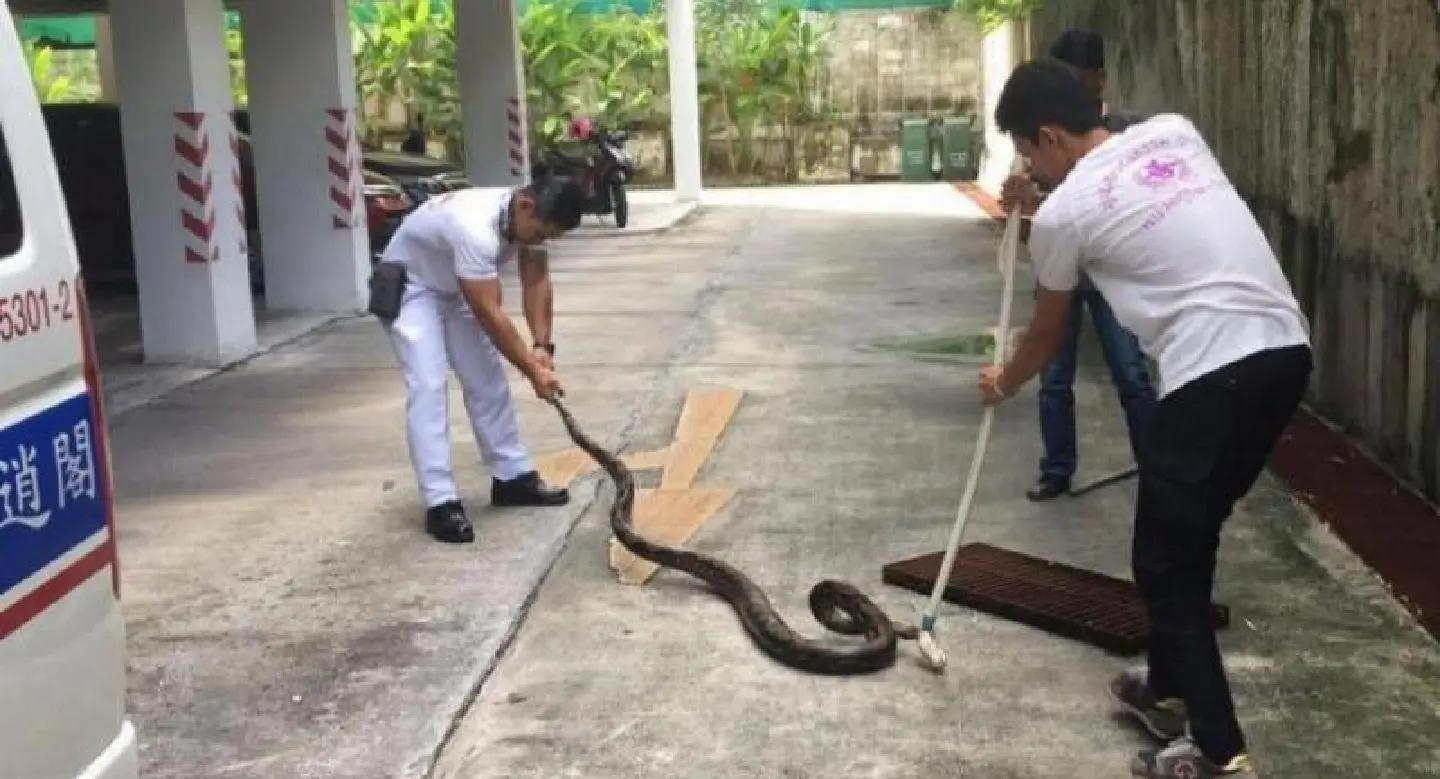 Three-meter python found in Phuket apartment building Three-meter python found in Phuket apartment building
