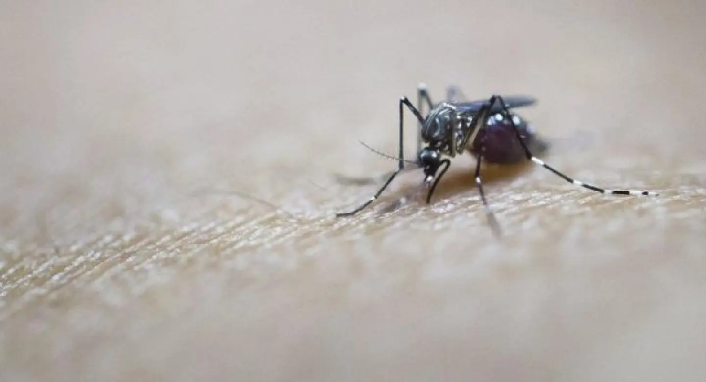 Phichit province confirms 11 Zika virus cases Phichit province confirms 11 Zika virus cases