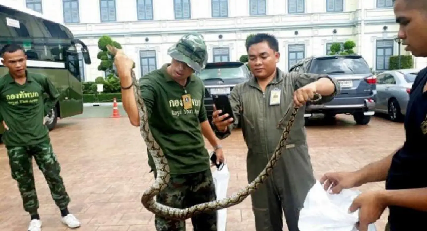 Troops capture two-metre snake that infiltrated Army base Troops capture two-metre snake that infiltrated Army base