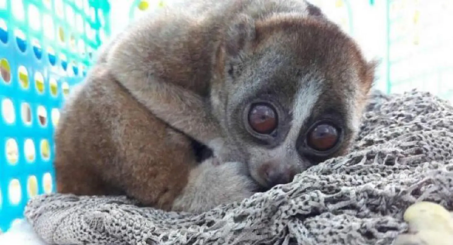 Slow loris released back into the wild Slow loris released back into the wild