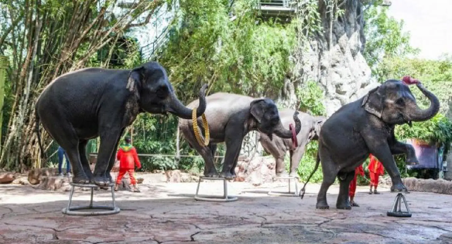 Thailand leads the pack for Asia's abused tourist elephants Thailand leads the pack for Asia's abused tourist elephants