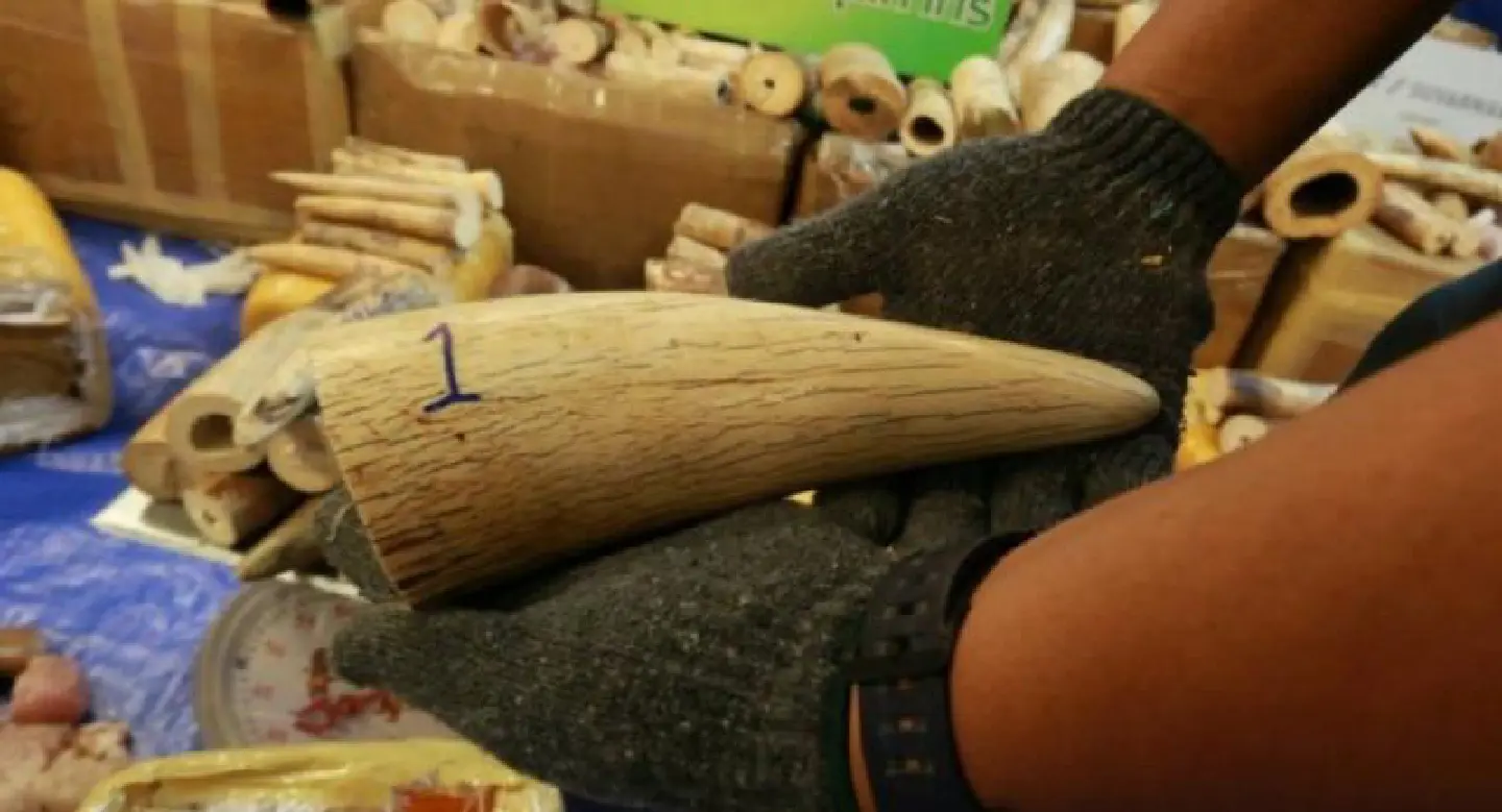 Thailand increases seizures of illegal ivory Thailand increases seizures of illegal ivory