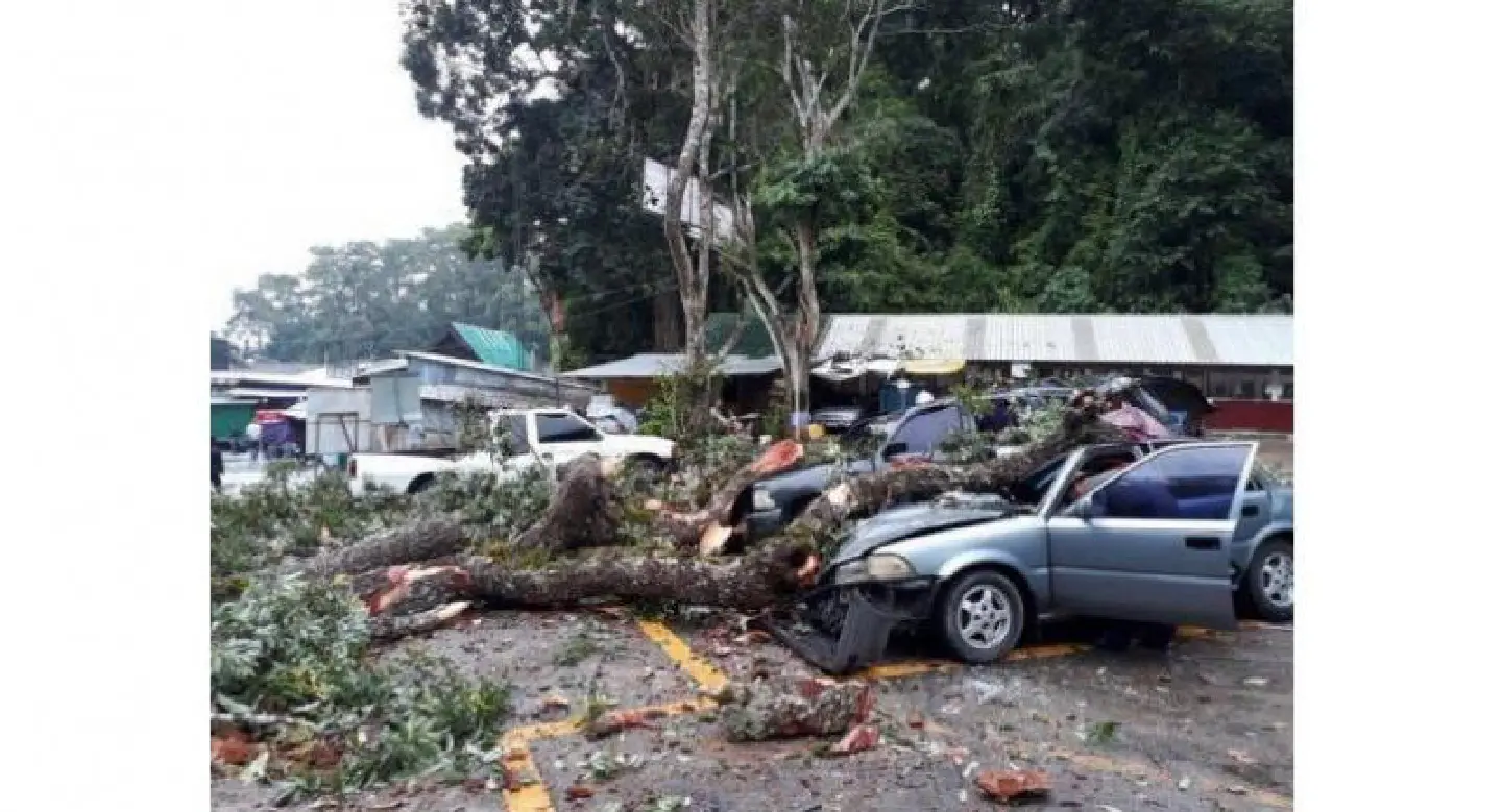 Falling temple tree injures visitor, damages cars Falling temple tree injures visitor, damages cars