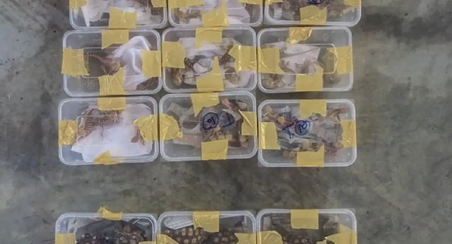 Malaysia foils bid to smuggle 'bearded dragons' Malaysia foils bid to smuggle 'bearded dragons'