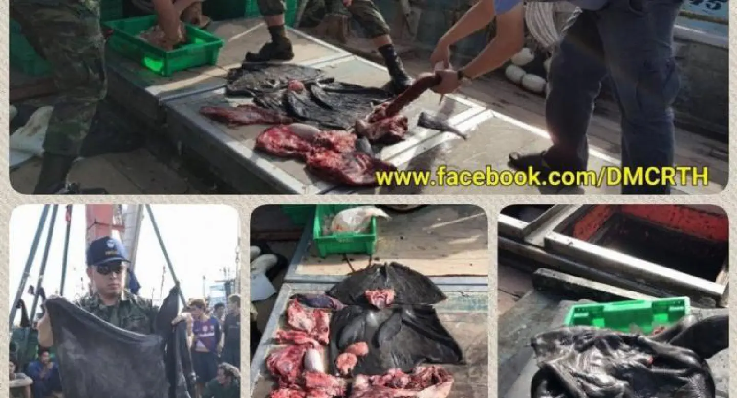 Fishing boat crew eat Irrawaddy dolphin, captain arrested Fishing boat crew eat Irrawaddy dolphin, captain arrested