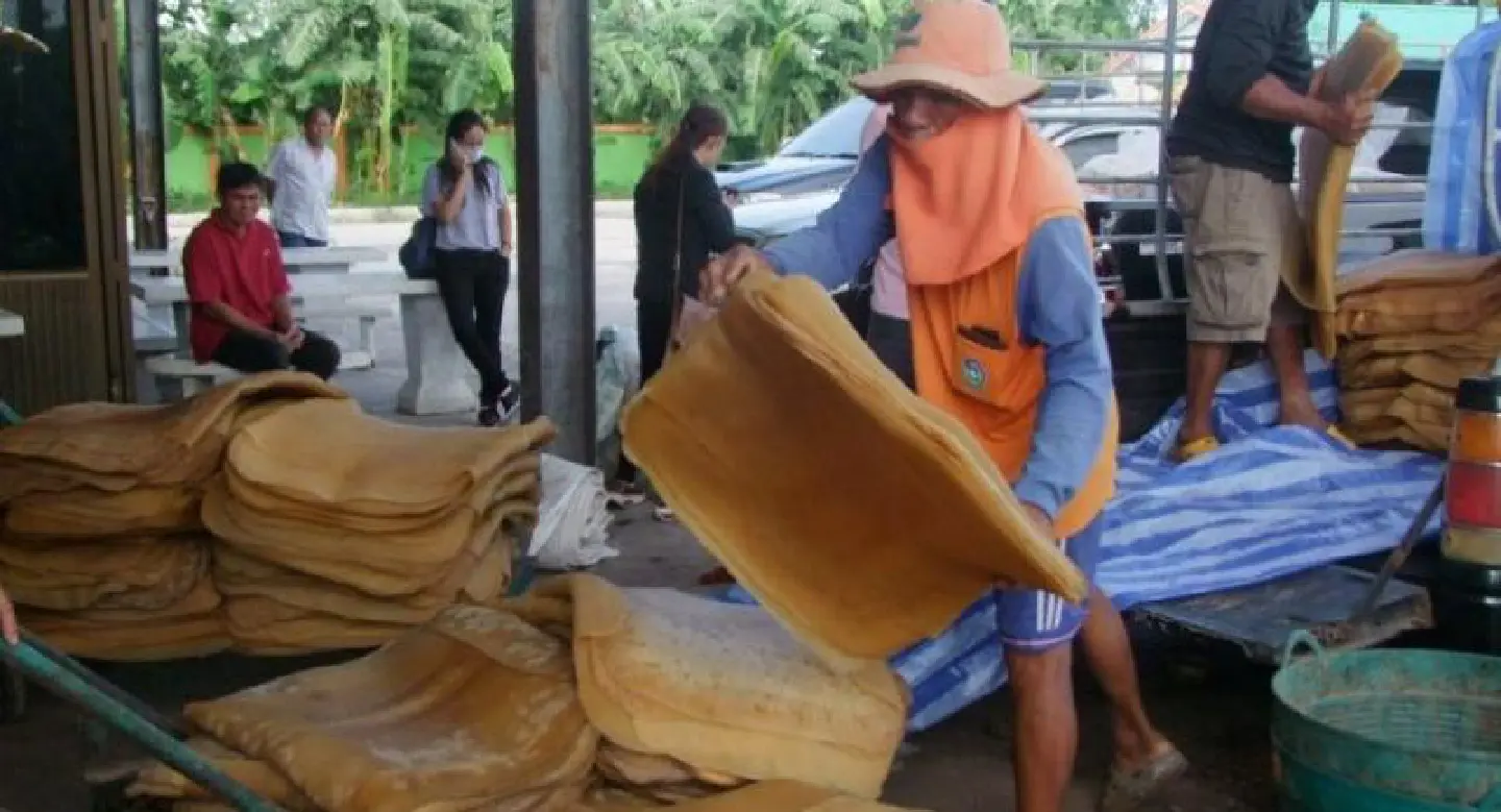 Rubber authority appeals to PM for help as latex price tumbles Rubber authority appeals to PM for help as latex price tumbles