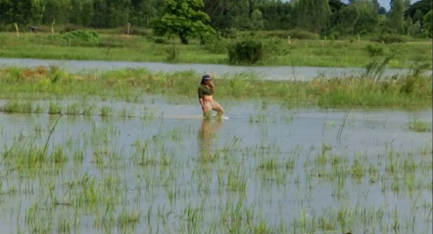 Some 1,000 rai of paddy fields flooded after dyke ruptures Some 1,000 rai of paddy fields flooded after dyke ruptures