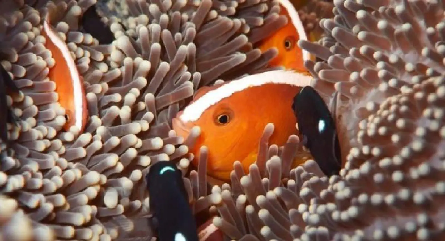 Phuket Aquarium steps up conservation efforts