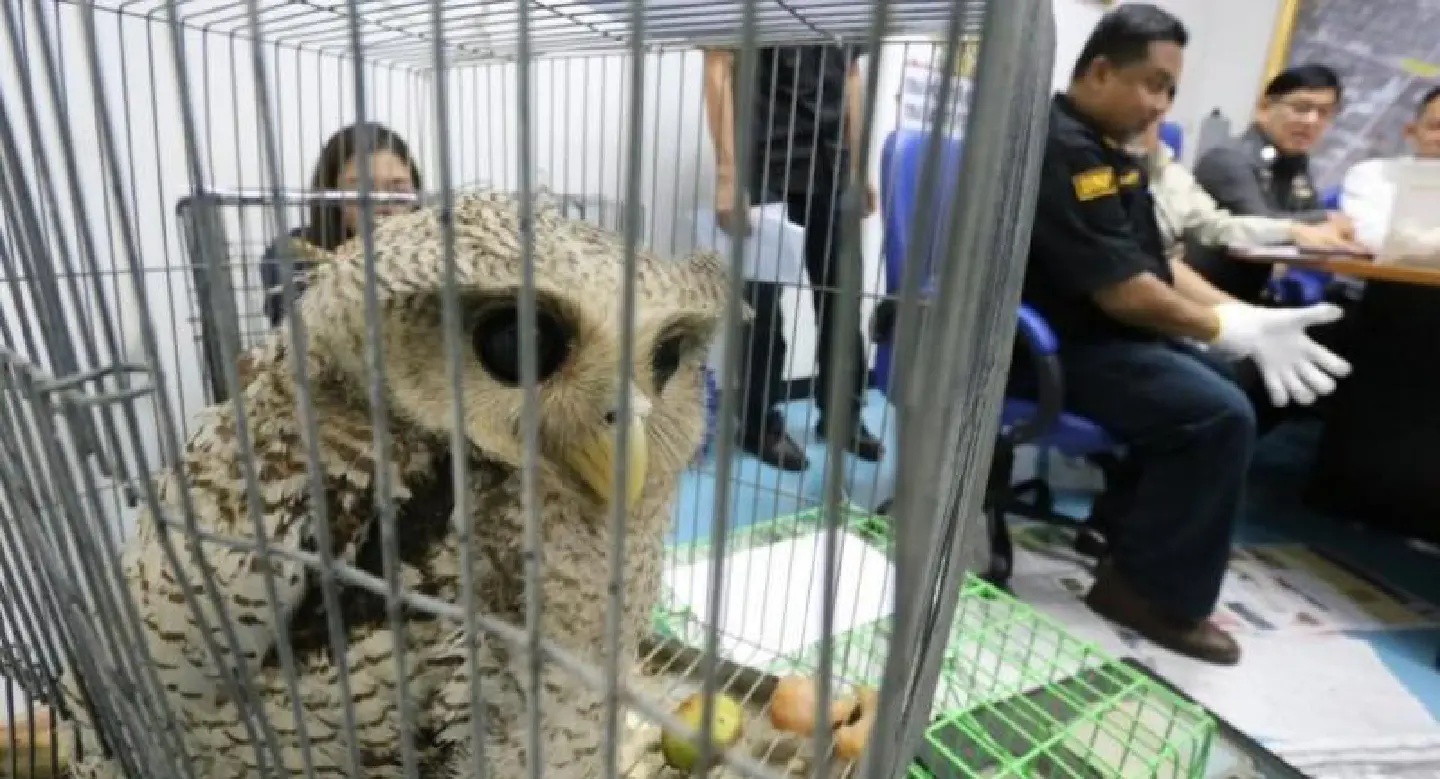 Two arrested for suspected online trading in protected wildlife Two arrested for suspected online trading in protected wildlife