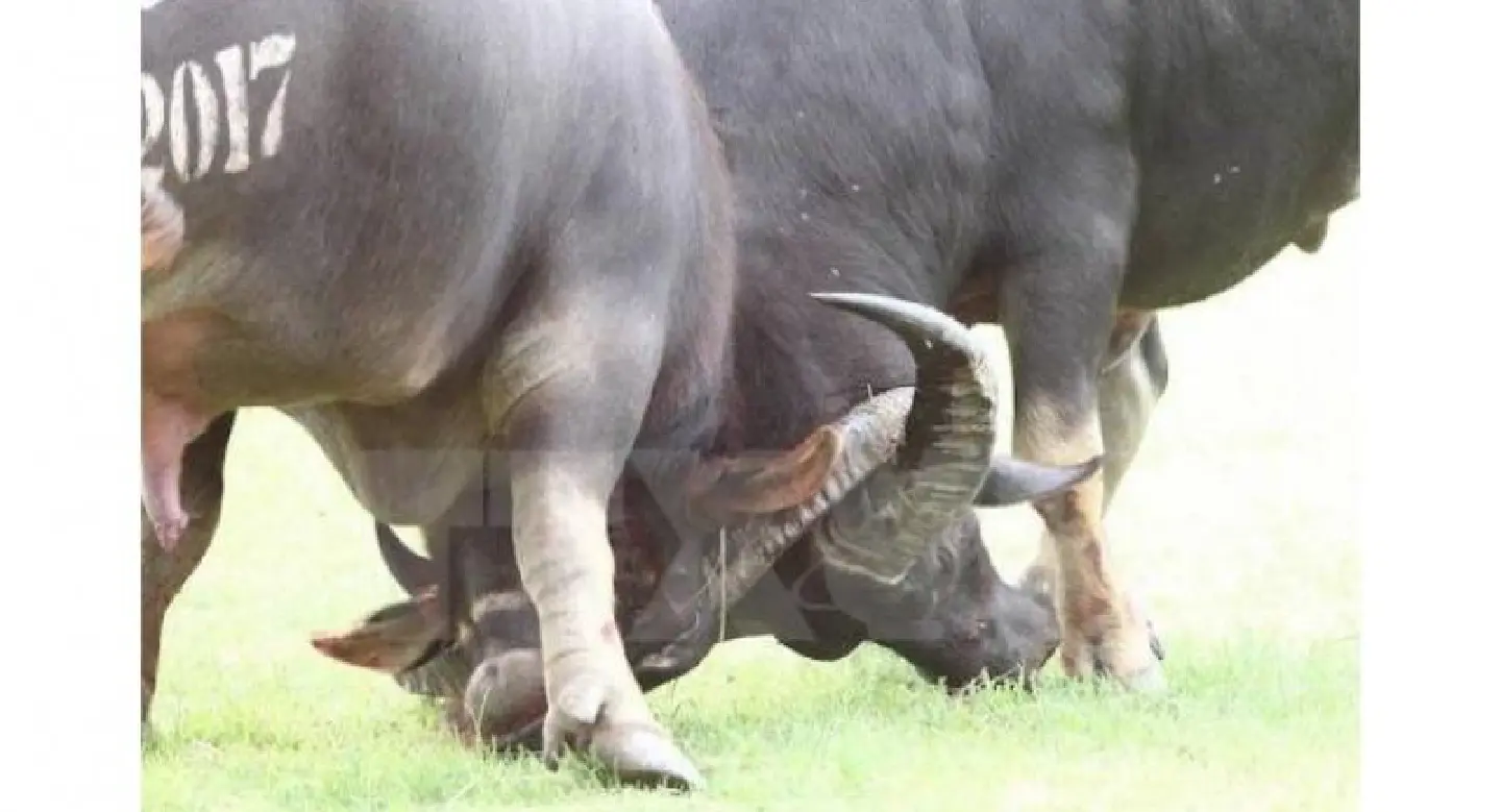 Vietnam's Buffalo Fest may lose heritage status Vietnam's Buffalo Fest may lose heritage status