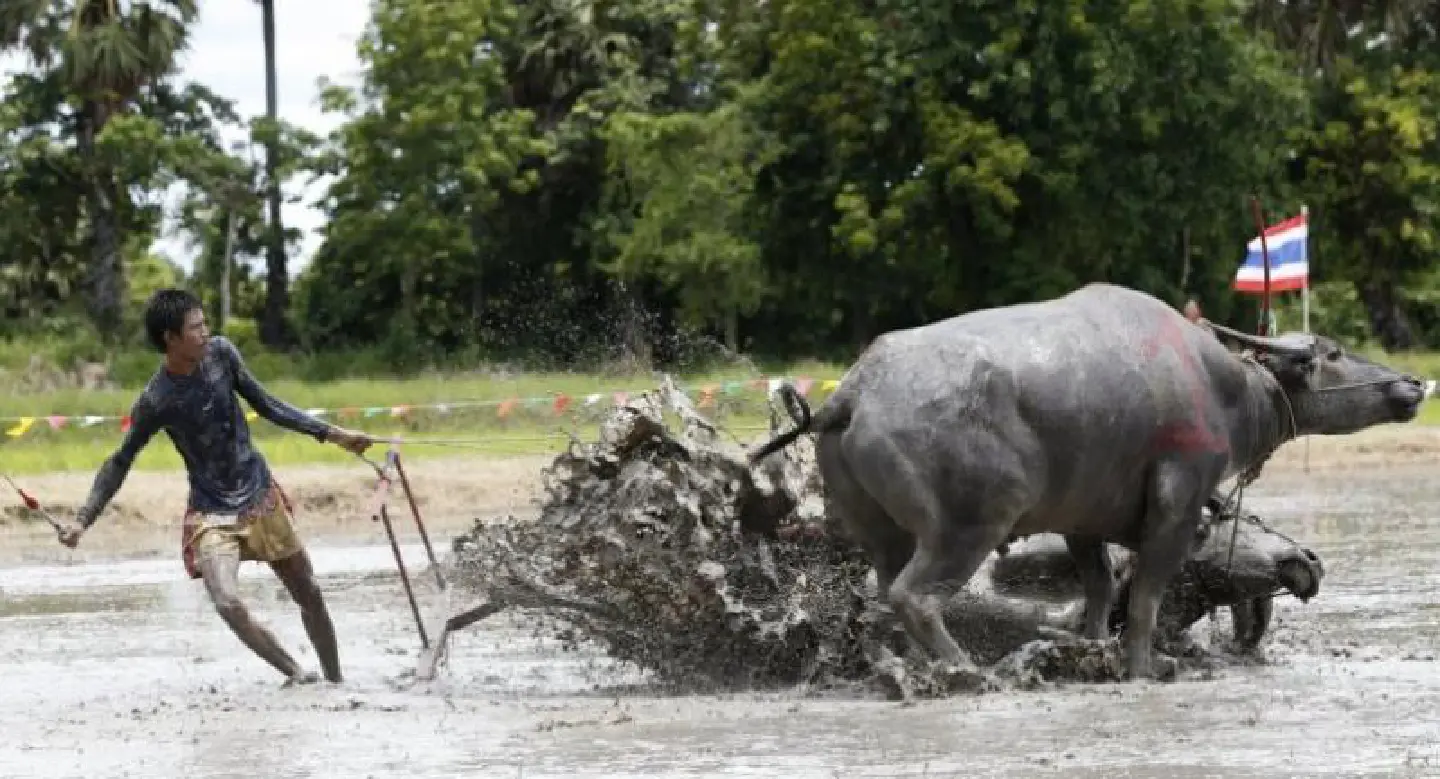 Mud baths and face plants: Running of the bulls Thai style Mud baths and face plants: Running of the bulls Thai style
