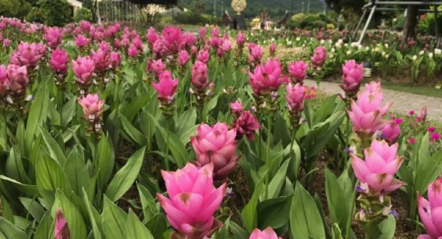 Over 100,000 Siamese tulips displayed at Chiang Mai park Over 100,000 Siamese tulips displayed at Chiang Mai park