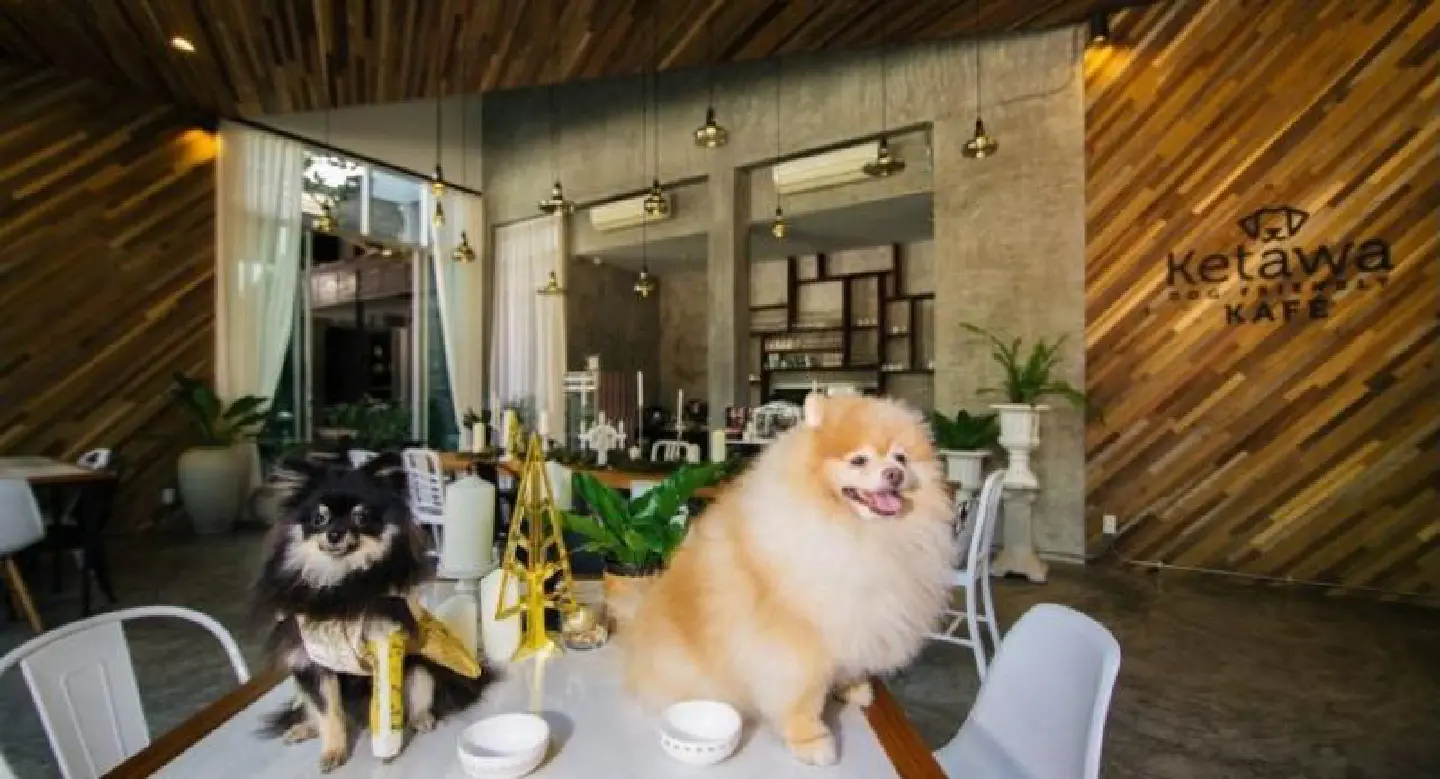 Plush places to pamper your pets Plush places to pamper your pets
