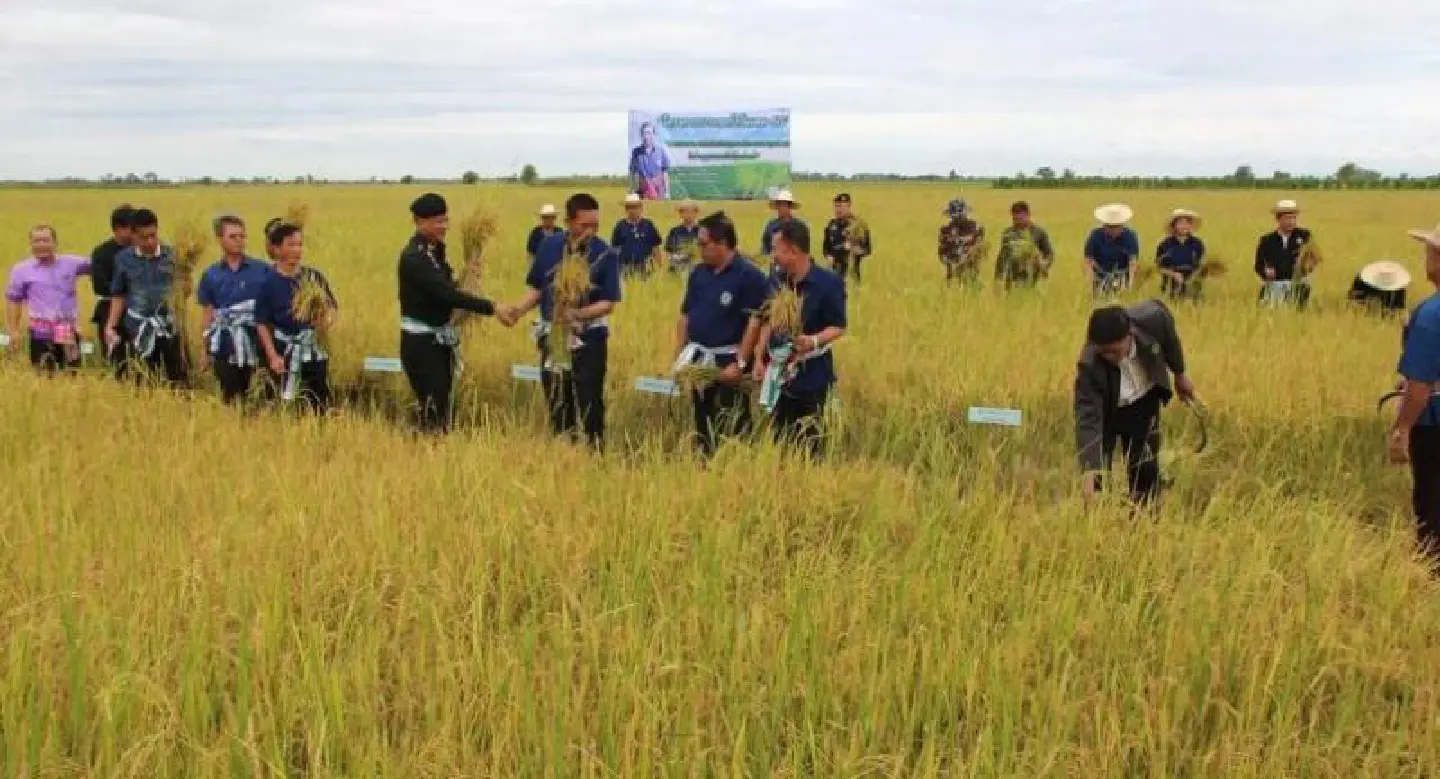 Early planting protects rice from flooding, says Irrigation chief Early planting protects rice from flooding, says Irrigation chief