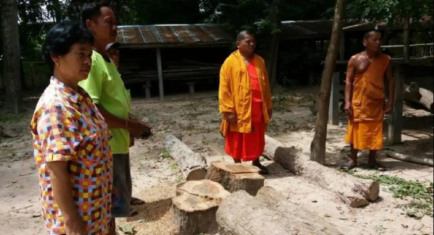Thieves fell Siamese rosewood trees at Maha Sarakham temple Thieves fell Siamese rosewood trees at Maha Sarakham temple