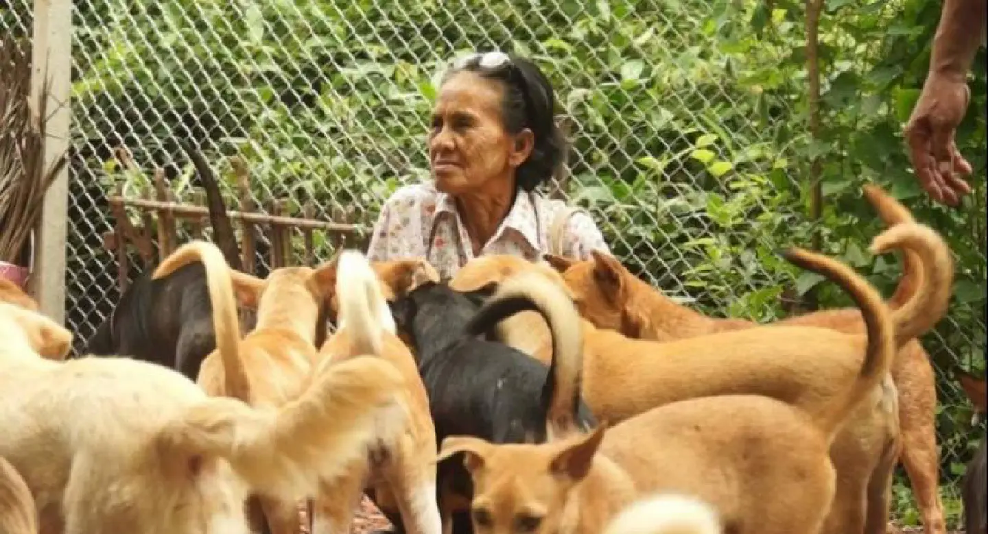 Poor woman with 43 dogs wants help to care for them Poor woman with 43 dogs wants help to care for them