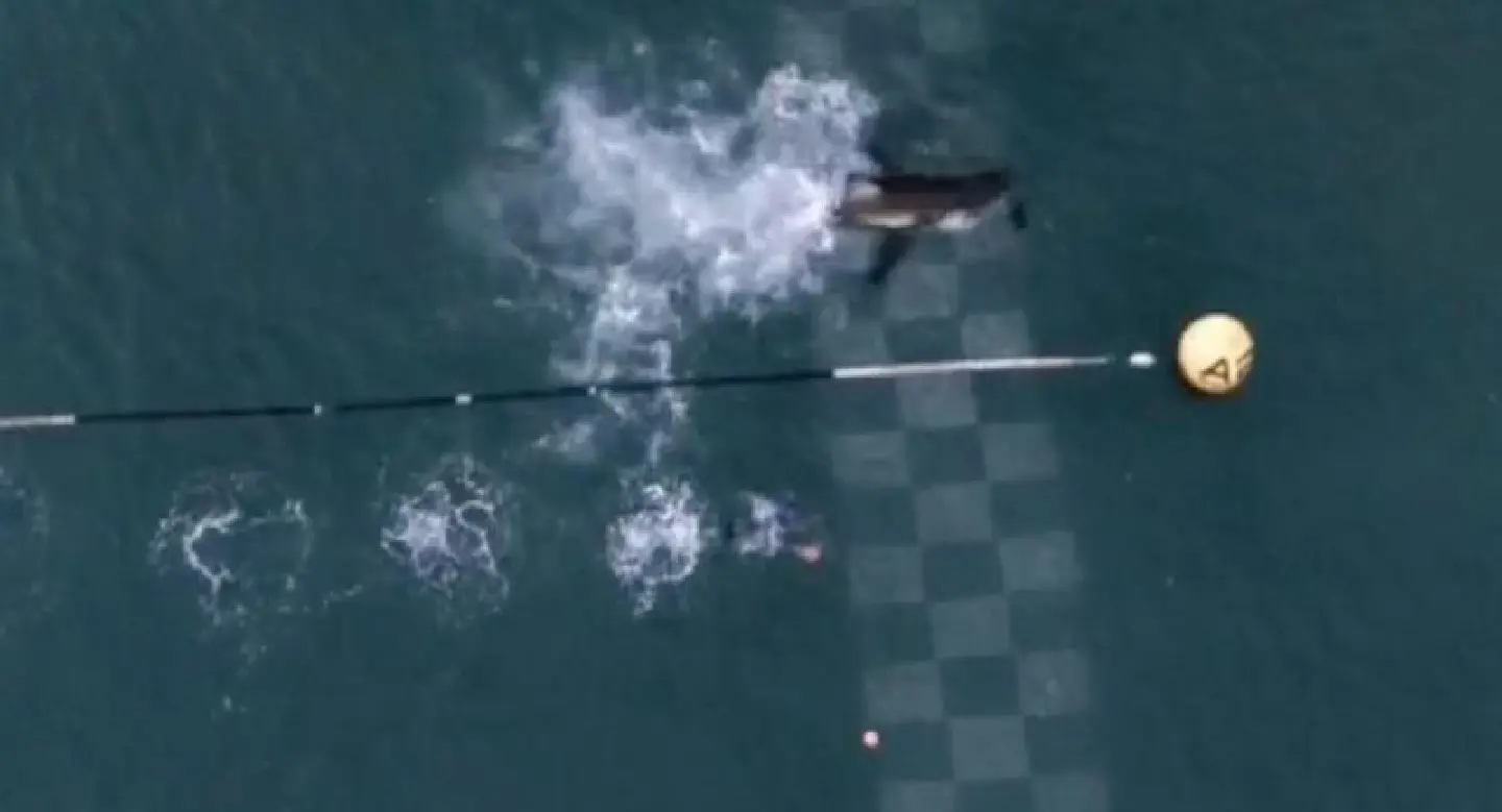 Michael Phelps loses race against great white shark... sort of