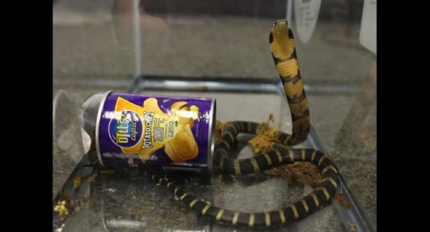 Man arrested after trying to smuggle three cobras into the USA Man arrested after trying to smuggle three cobras into the USA