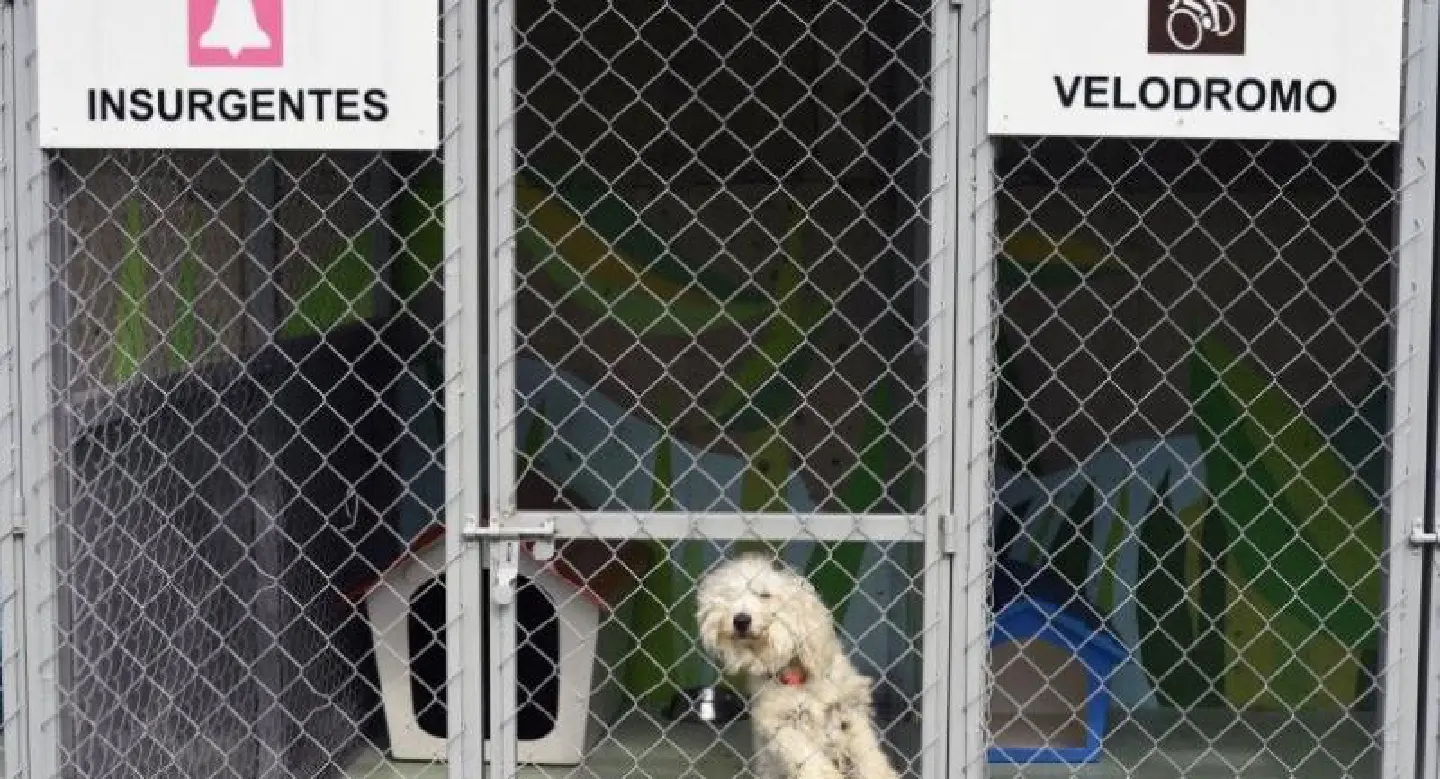 Mexico subway is dog's world, but lost pups find a home Mexico subway is dog's world, but lost pups find a home