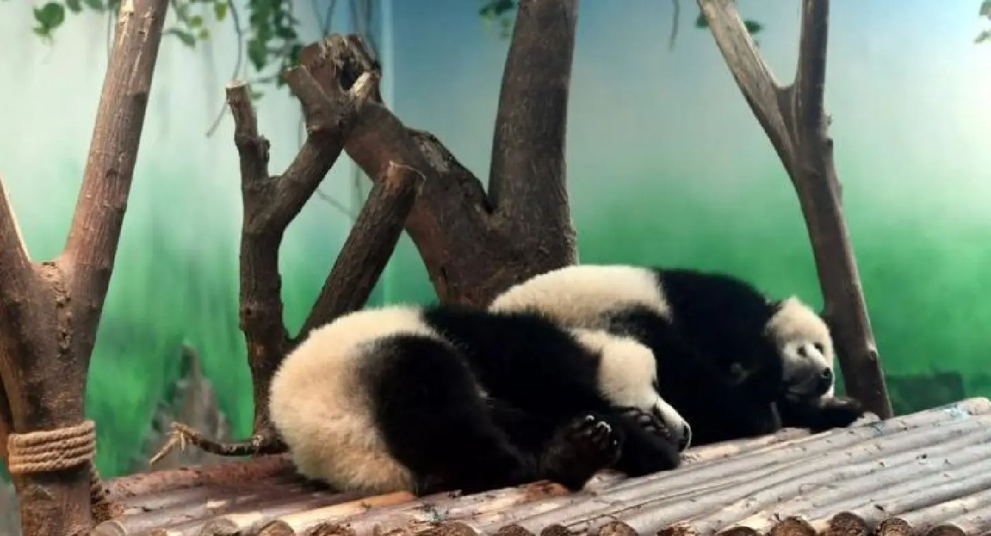 China outrage over 'panda abuse' video China outrage over 'panda abuse' video