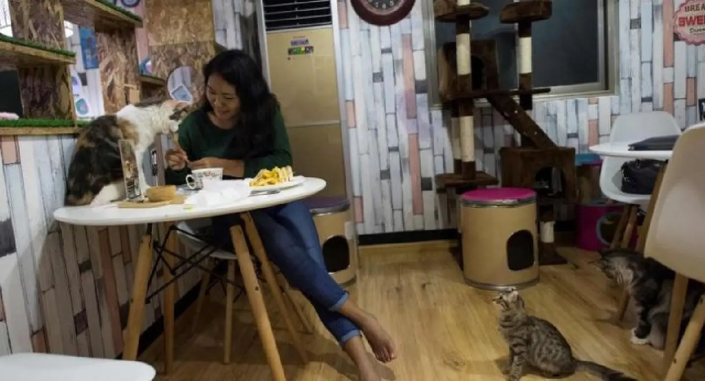 Pet cafe trend cat-ching on in Yangon Pet cafe trend cat-ching on in Yangon
