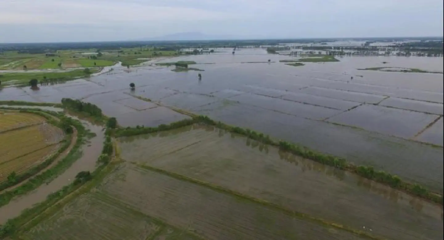 Phitsanulok rice farms to absorb 400 million cubic metres of floodwaters Phitsanulok rice farms to absorb 400 million cubic metres of floodwaters