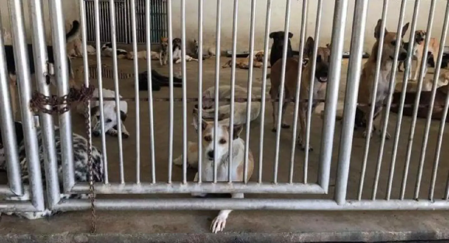 BMA appeals for public to adopt stray dogs from shelters BMA appeals for public to adopt stray dogs from shelters